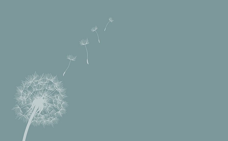 Federbüsche einer Pusteblume werden vom Wind fortgetragen 